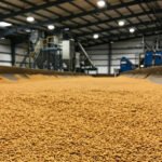 Indoor grain processing facility with a long conveyor and piles of yellow kernels spread along a trough. Machinery and bright ceiling lights are visible in the background.